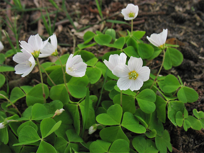 Image of Oxalis acetosella specimen.