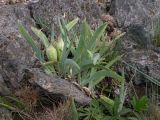 Iris glaucescens. Плодоносящее растение в петрофитной богаторазнотравной настоящей степи на склоне сопки. Алтайский край, Шипуновский р-н, 5 км Ю пос. Озёрки; \"Северный фас Алтая\", сопочно-грядовый водораздел в излучине р. Чарыш. 25.06.2011.