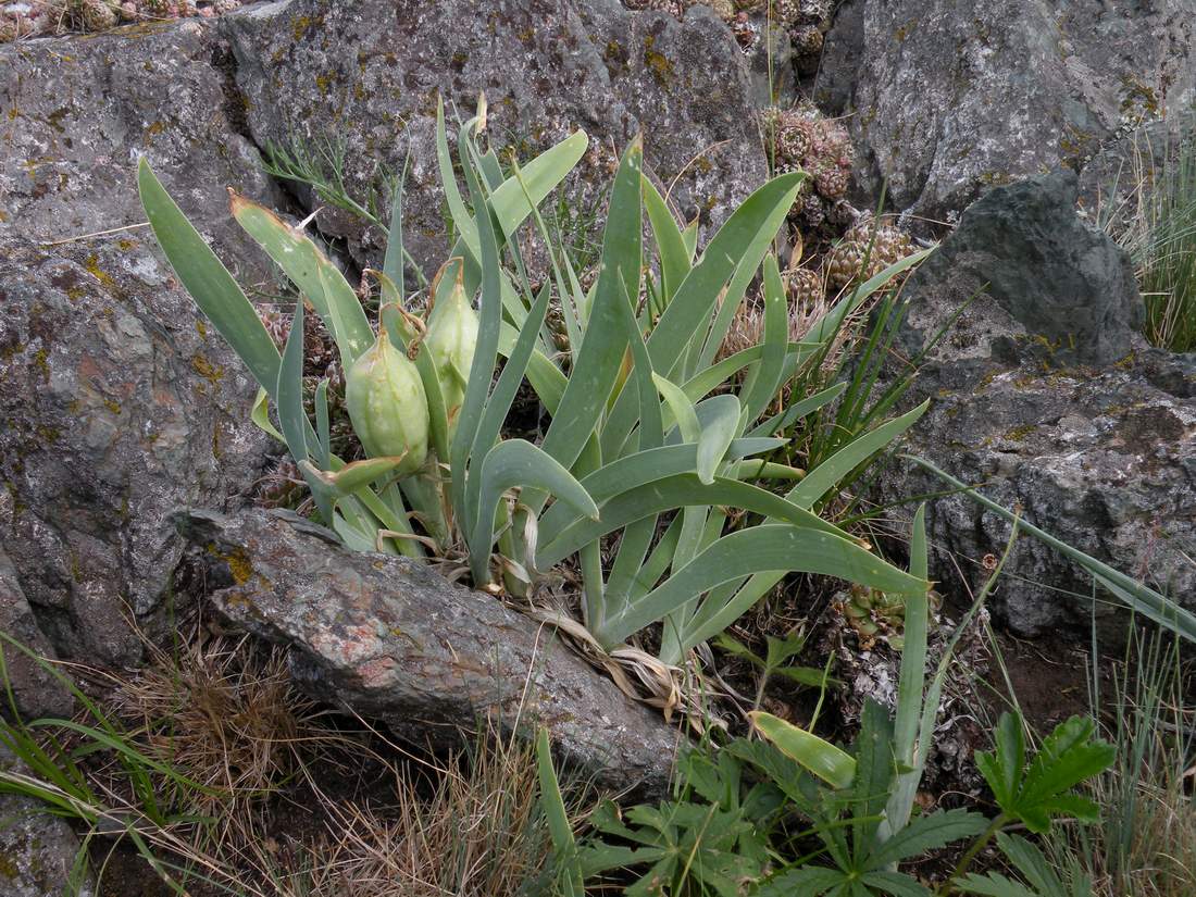 Изображение особи Iris glaucescens.