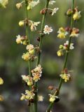 Rumex acetosella. Часть соцветия. Смоленская обл., Смоленский р-н, окр. пос. Каспля. 04.07.2011.