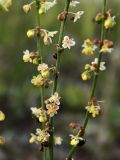 Rumex acetosella