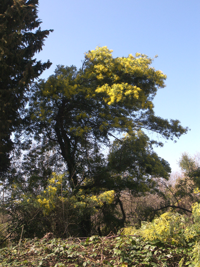 Изображение особи Acacia dealbata.