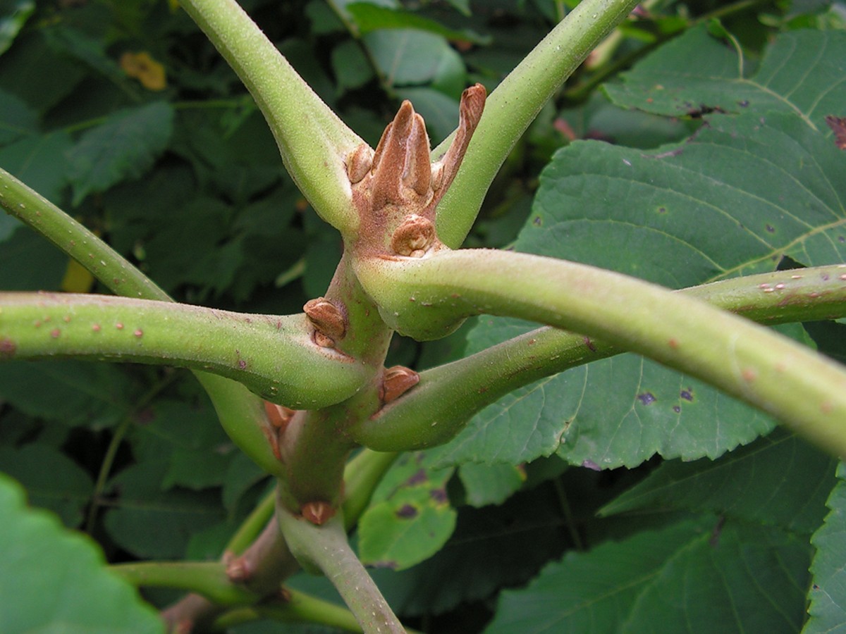 Image of Juglans mandshurica specimen.
