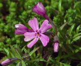 Phlox subulata. Соцветие. Московская обл., дачный участок. 09.05.2004.