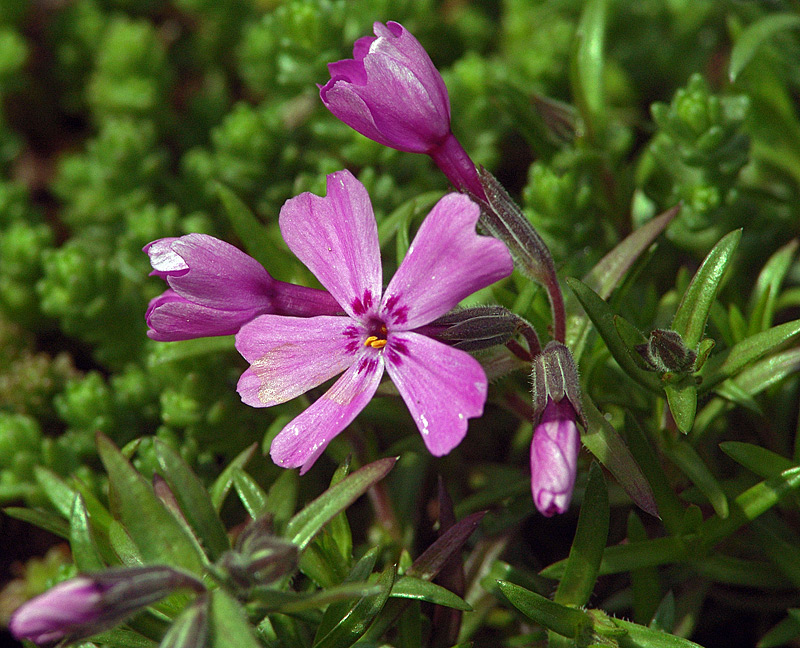 Изображение особи Phlox subulata.