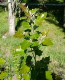 Populus alba