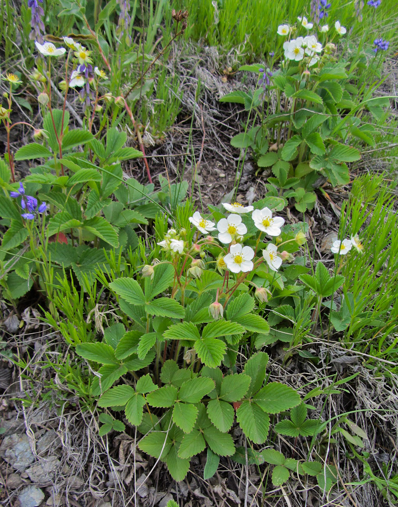 Изображение особи Fragaria viridis.