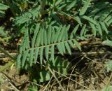 Astragalus onobrychis