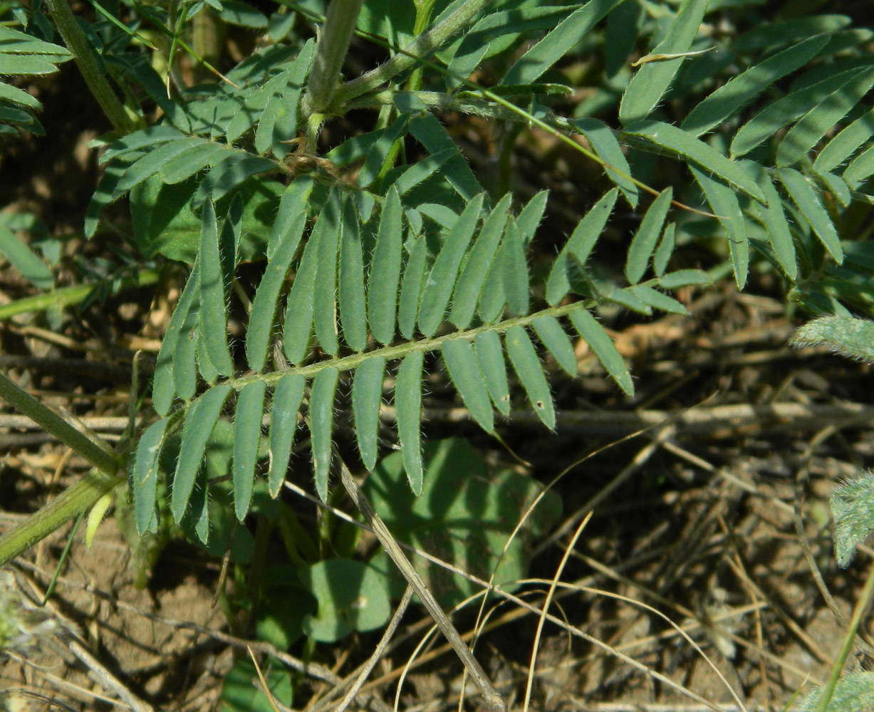 Image of Astragalus onobrychis specimen.