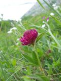 Trifolium alpestre. Верхушка побега с цветком. Крым, гора Северная Демерджи. 2 июня 2012 г.