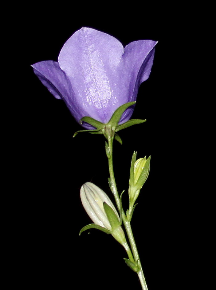 Изображение особи Campanula persicifolia.