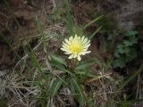 Taraxacum stevenii. Цветущее растение. Кабардино-Балкария, склон горы Тузлук, 2400 м н.у.м. 16.06.2012.