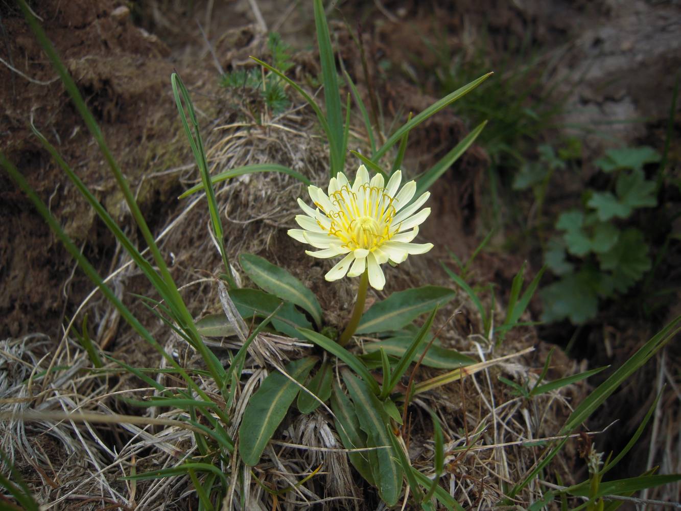 Image of Taraxacum stevenii specimen.