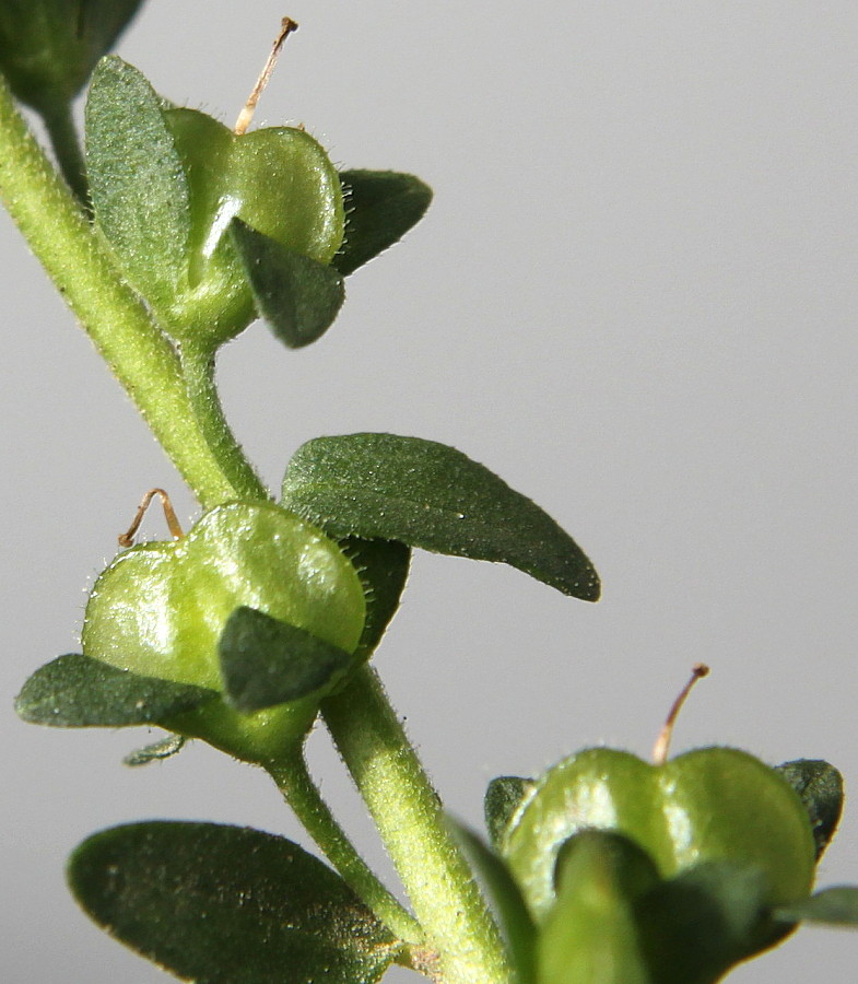 Изображение особи Veronica serpyllifolia.