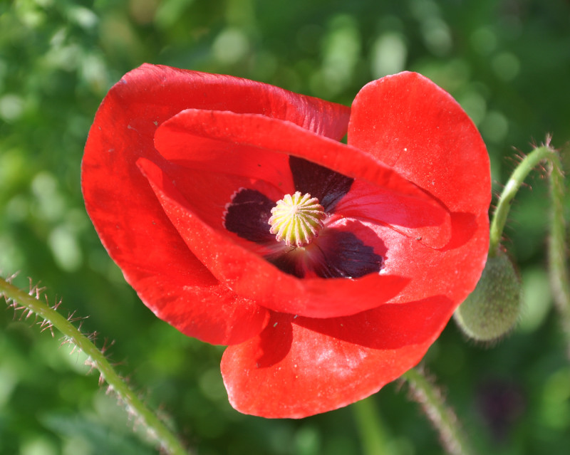 Image of Papaver rhoeas specimen.