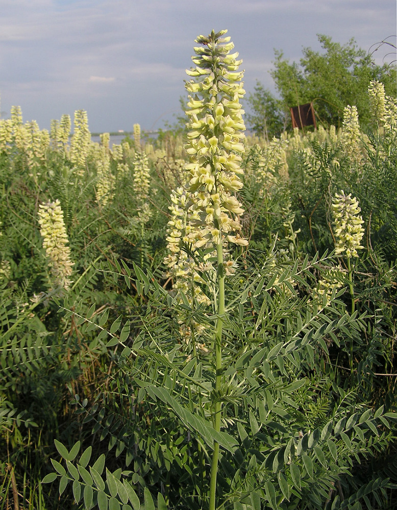 Изображение особи Pseudosophora alopecuroides.