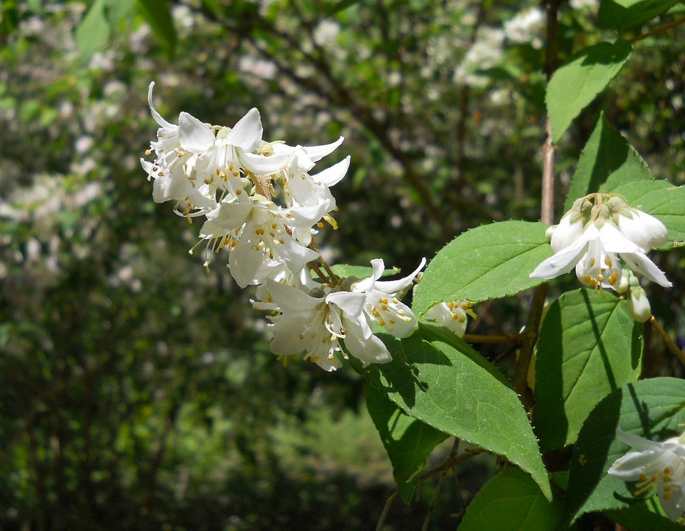 Image of Deutzia scabra specimen.