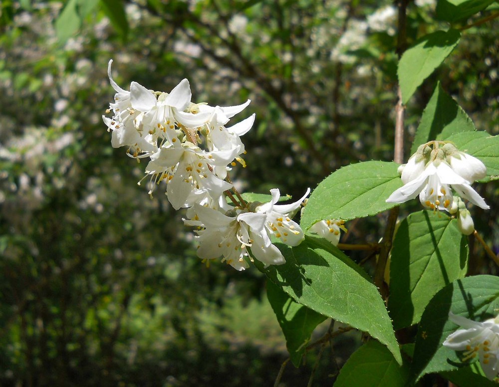 Изображение особи Deutzia scabra.