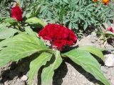 Celosia cristata