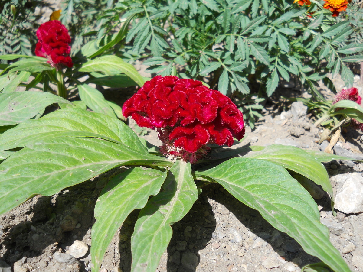 Image of Celosia cristata specimen.