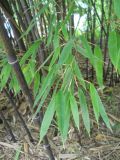 Phyllostachys nigra. Листья. Южный берег Крыма, Никитский ботанический сад. 31 июля 2012 г.