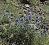 Echinops ruthenicus