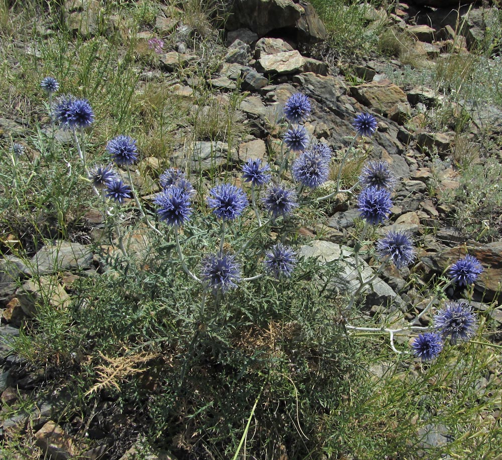 Image of Echinops sibiricus specimen.