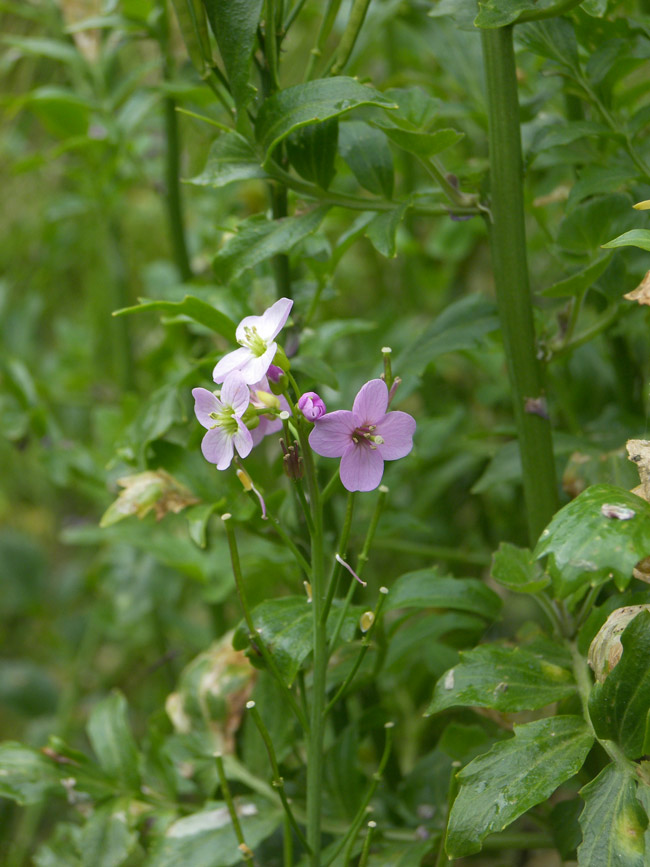 Image of Cardamine iliciana specimen.