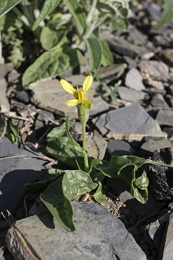 Image of genus Scorzonera specimen.