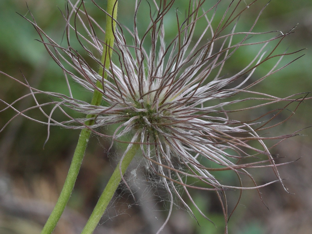 Изображение особи Pulsatilla patens.