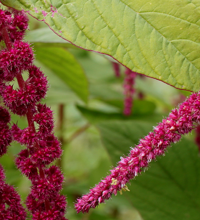 Изображение особи Amaranthus caudatus.
