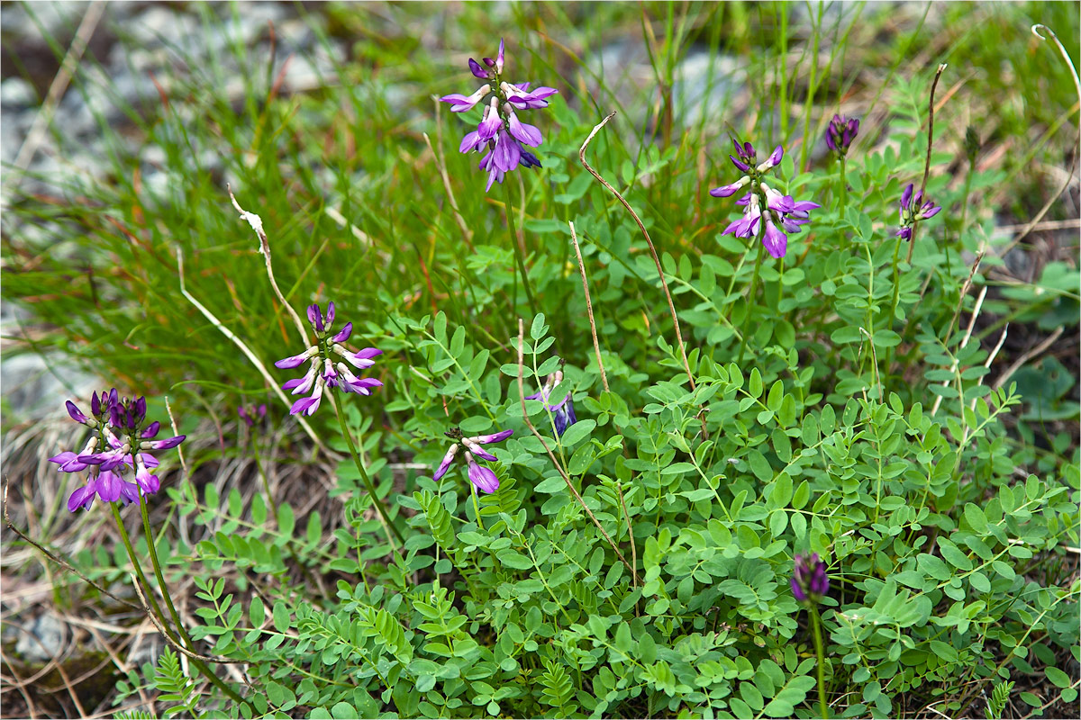 Image of Astragalus subpolaris specimen.