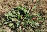 Rumex chalepensis