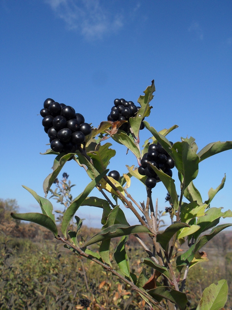 Изображение особи Ligustrum vulgare.