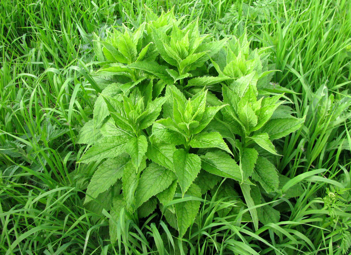 Image of Campanula latifolia specimen.