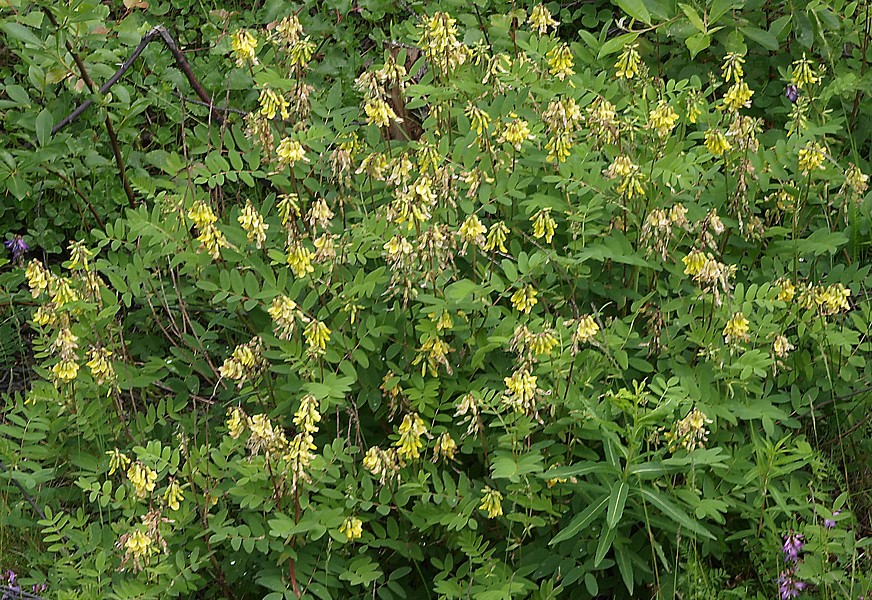 Image of Astragalus frigidus specimen.