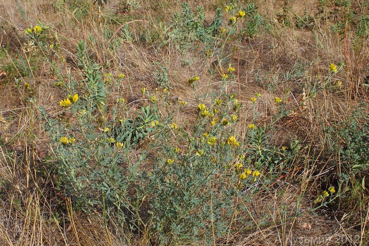 Изображение особи Medicago romanica.