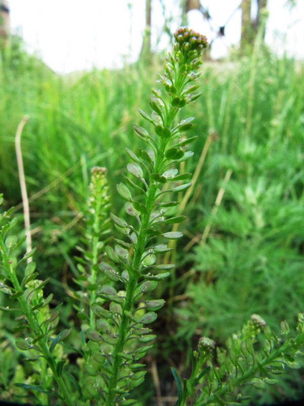 Image of Lepidium densiflorum specimen.