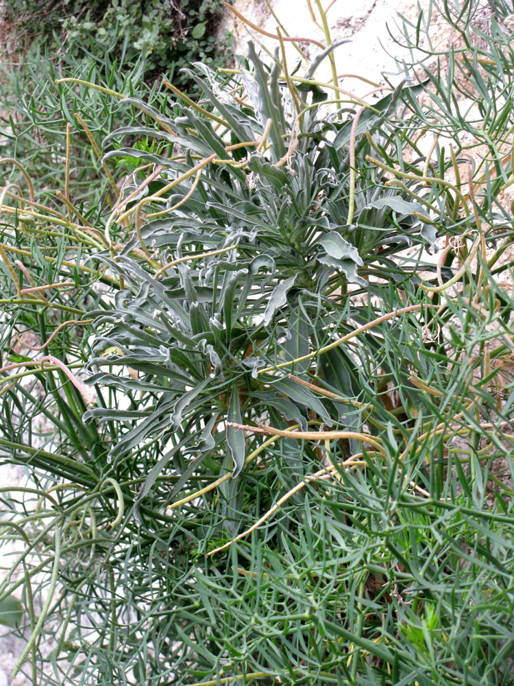 Image of genus Cheiranthus specimen.
