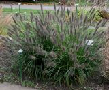 Pennisetum alopecuroides