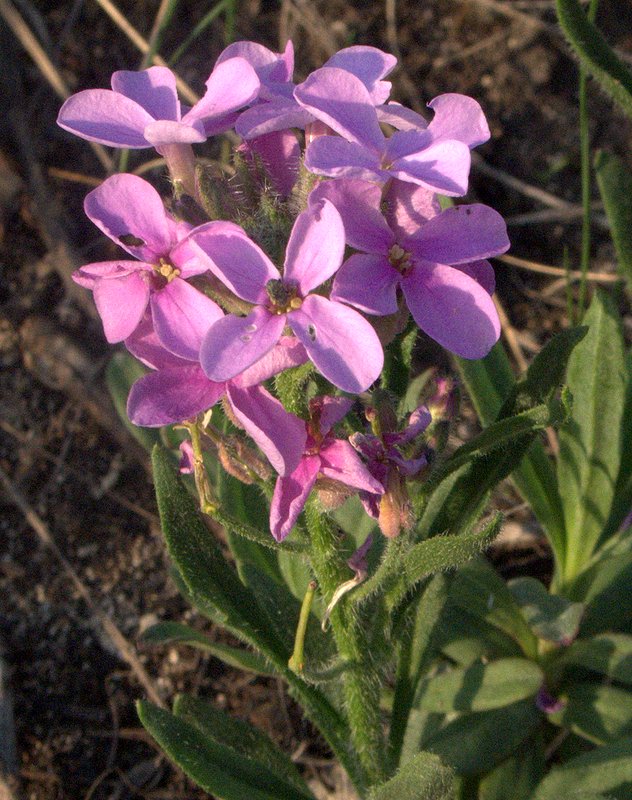 Image of Clausia aprica specimen.