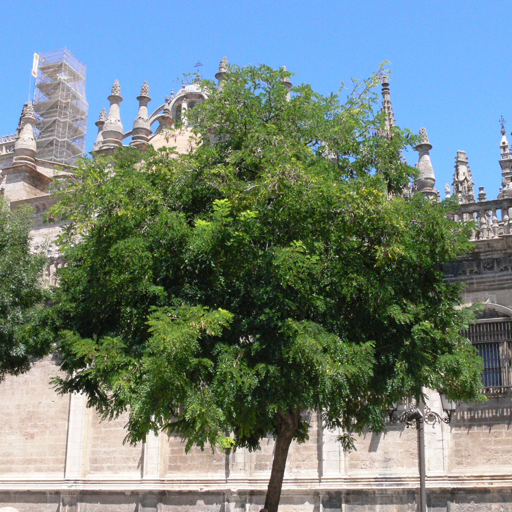 Image of Robinia luxurians specimen.