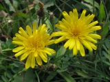 genus Picris