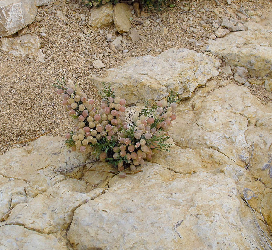 Изображение особи Astragalus spinosus.