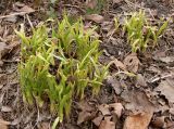 Hemerocallis minor. Перезимовавшие растения, частично поеденные кроликами. Германия, г. Кемпен, в парке. 28.03.2013.