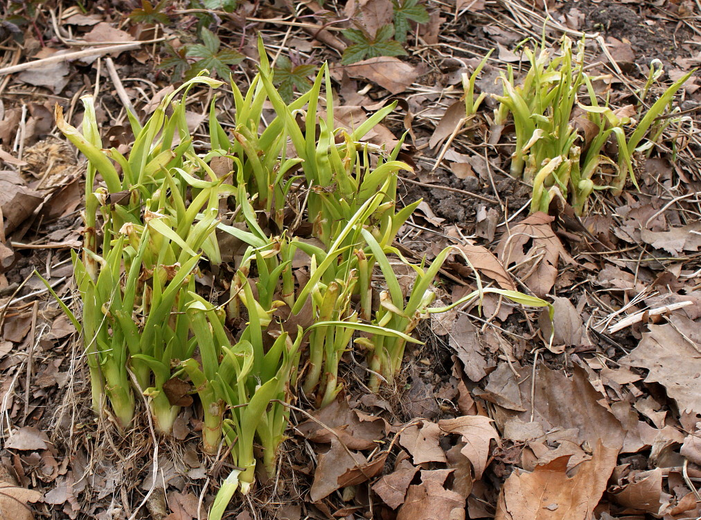 Изображение особи Hemerocallis minor.