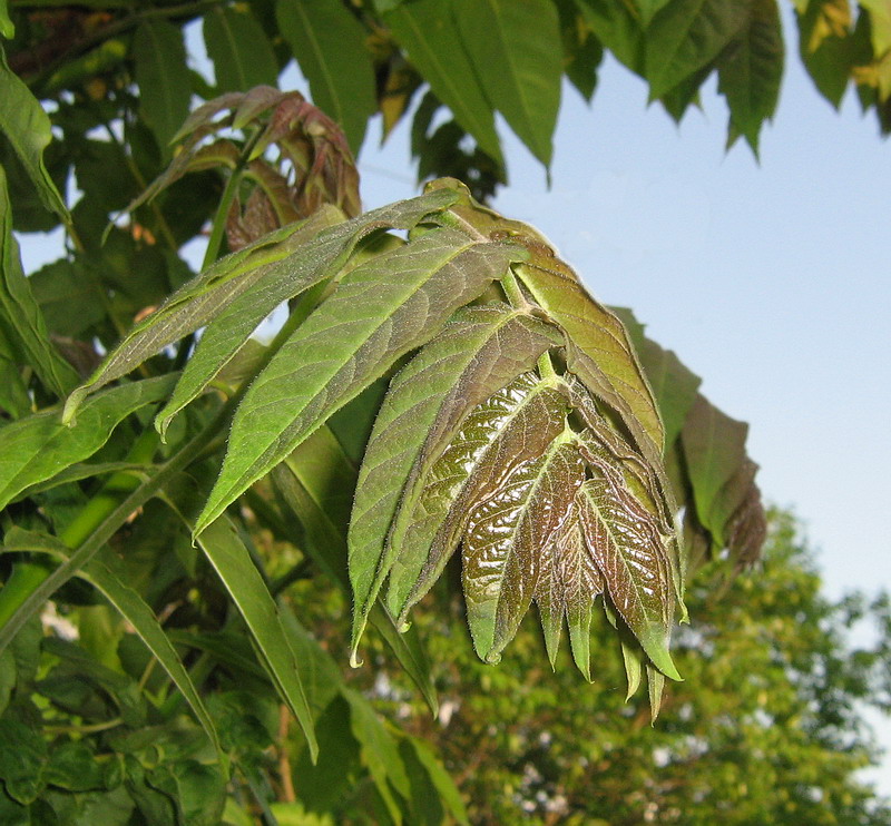 Изображение особи Ailanthus altissima.