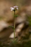 Cardamine seidlitziana