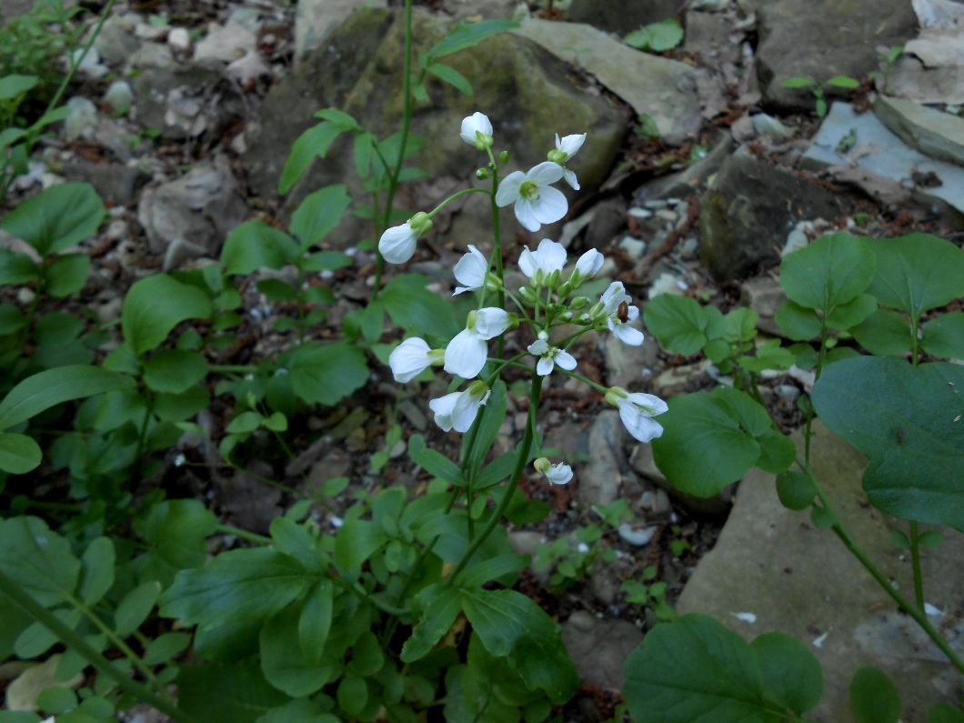 Изображение особи Cardamine tenera.