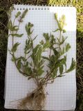 Veronica prostrata